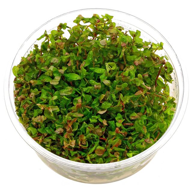 Rotala macrandra - in Vitro XL