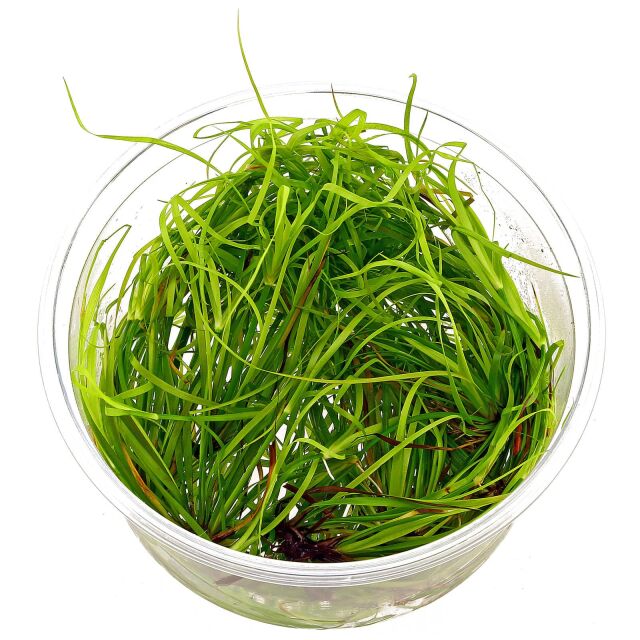 Juncus repens - in Vitro XL