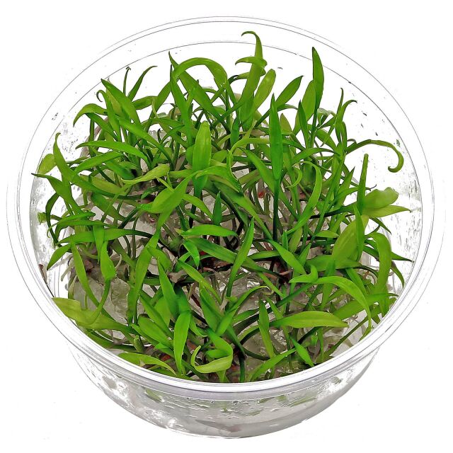 Cryptocoryne parva - in Vitro XL