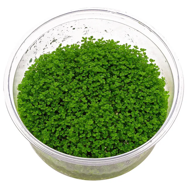 Hemianthus callitrichoides "Cuba" - in Vitro XL