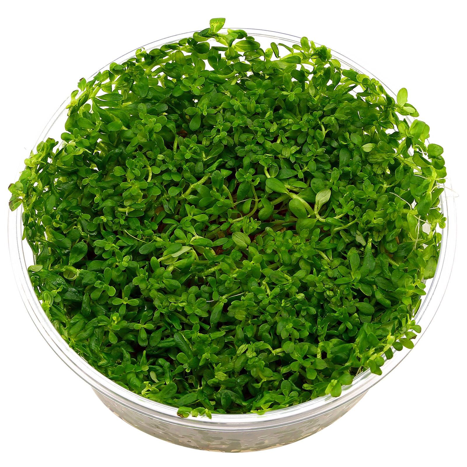 Rotala rotundifolia "Green"