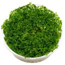 Rotala rotundifolia "Green" - in Vitro XL