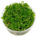 Staurogyne sp. "Porto Velho" - in Vitro XL