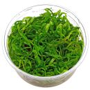 Heteranthera zosterifolia - in Vitro XL