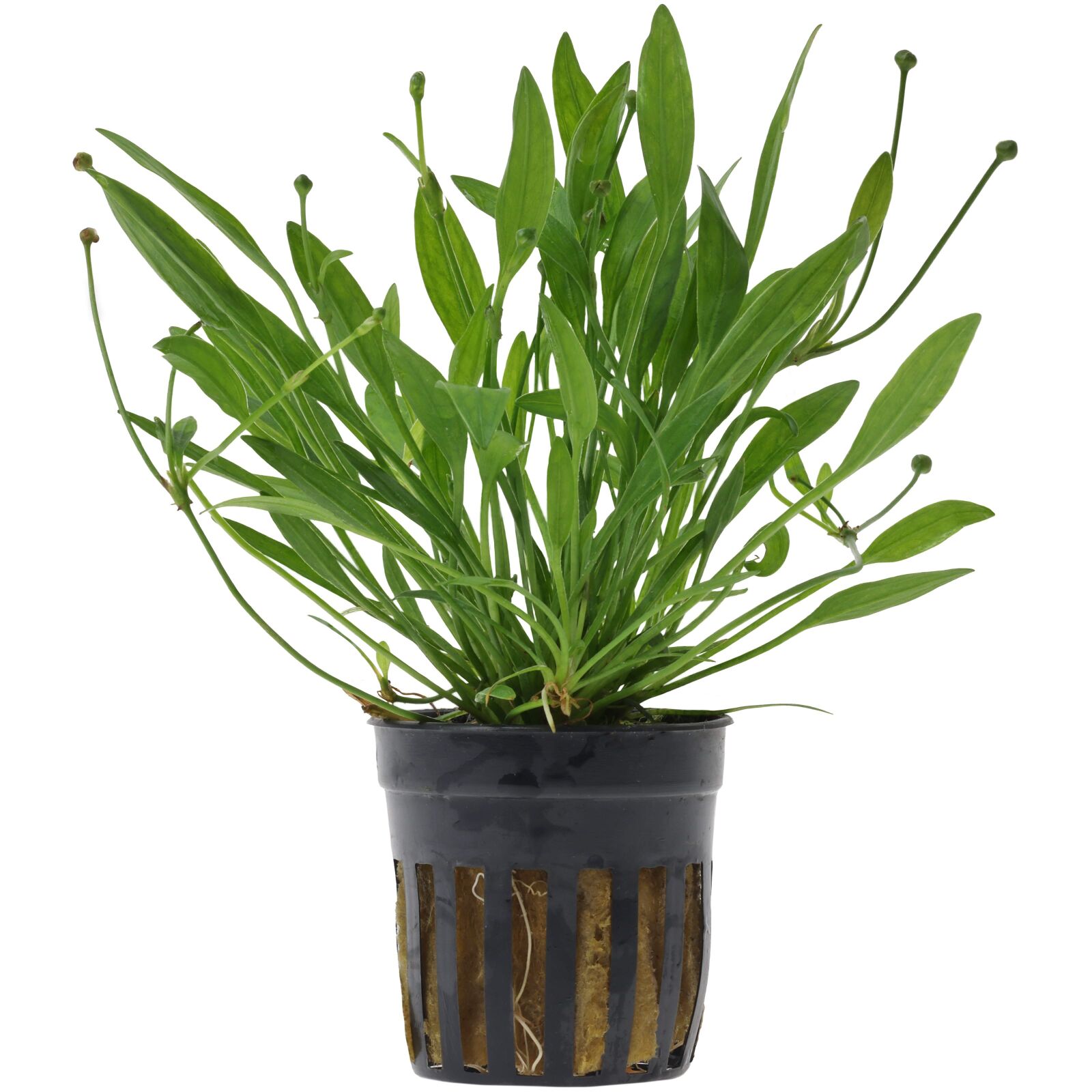Helanthium tenellum "Green"