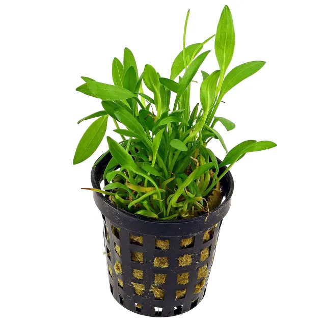 Helanthium tenellum "Green" - Topf