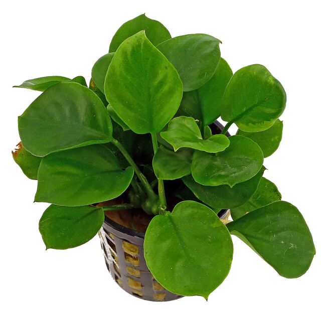 Anubias barteri var. nana 'Round Leaf' ('Coin')