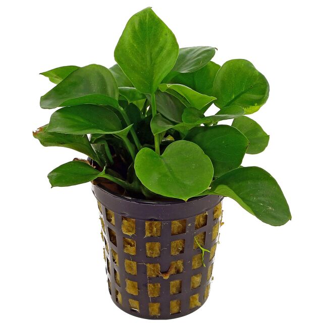 Anubias barteri var. nana 'Round Leaf' ('Coin') - Topf