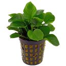 Anubias barteri var. nana Round Leaf (Coin) - Topf