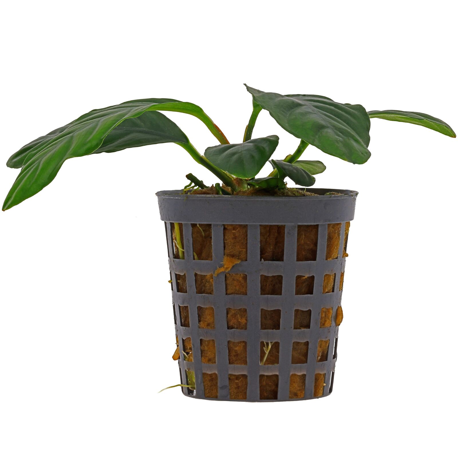 Anubias barteri var. coffeifolia
