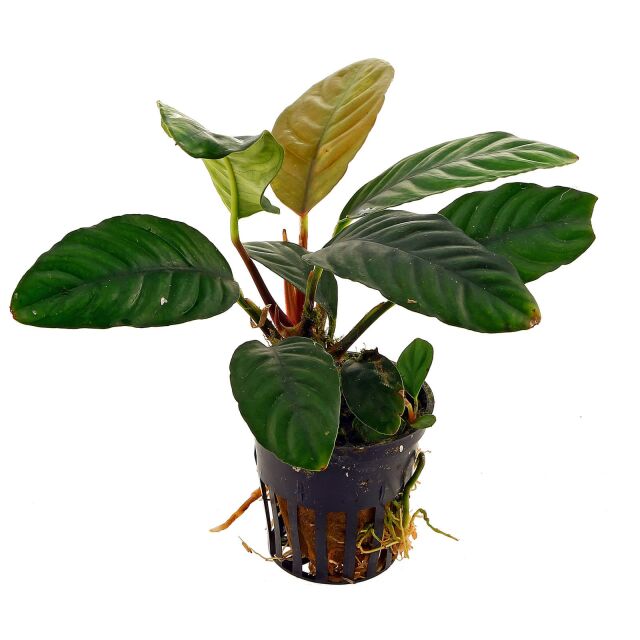 Anubias barteri var. coffeifolia - Topf