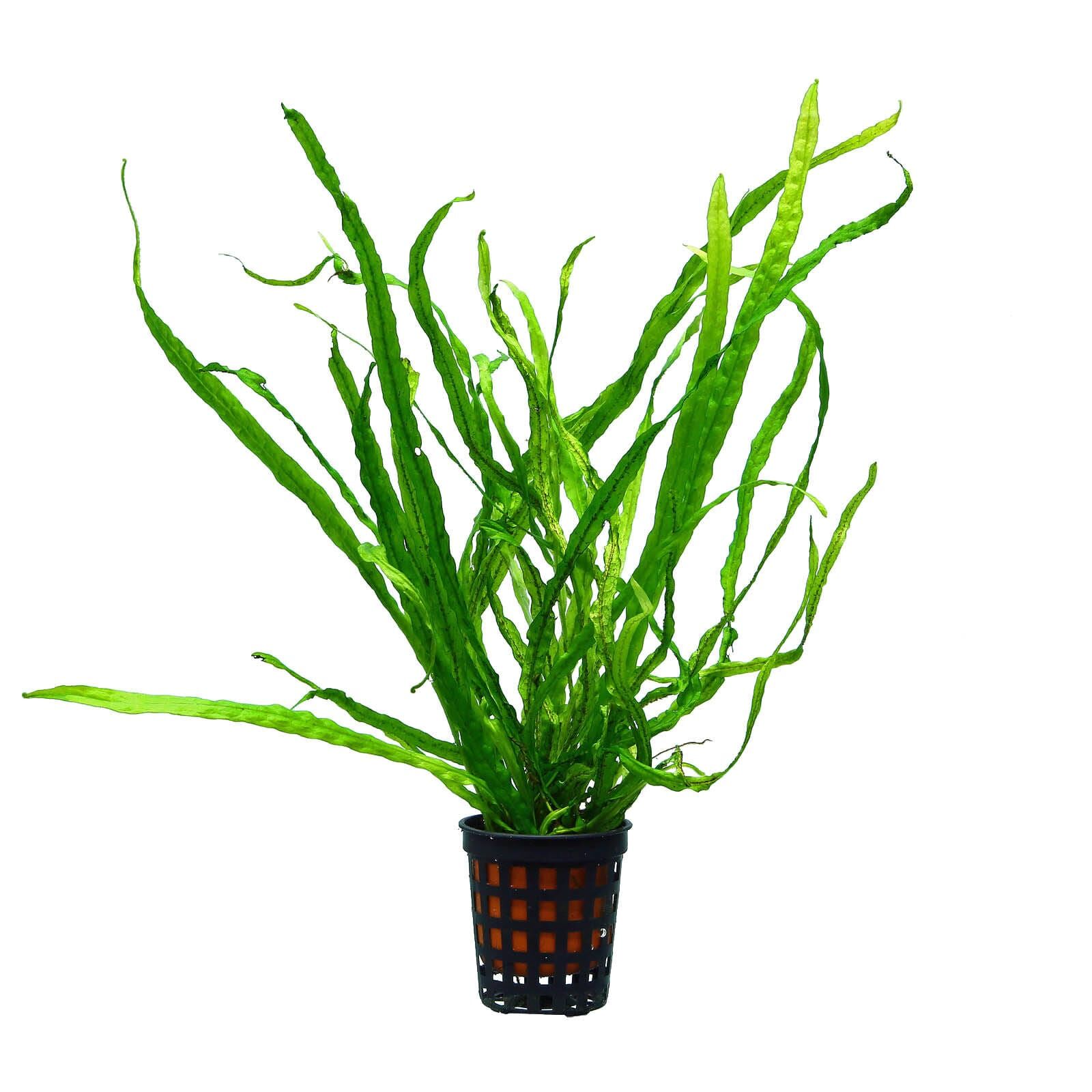 Microsorum pteropus "Taiwan Narrow"