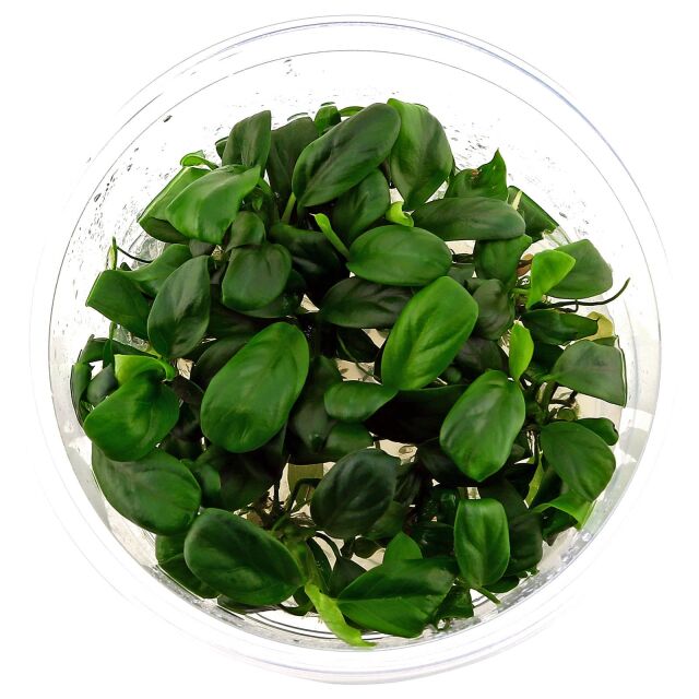 Anubias barteri var. nana - in Vitro XL