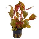 Alternanthera reineckii Lilacina