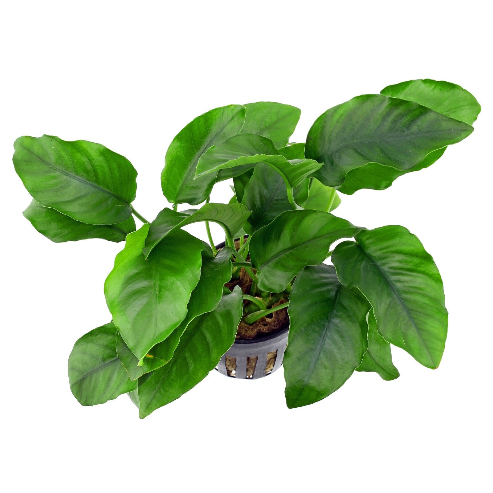 Anubias barteri var. barteri