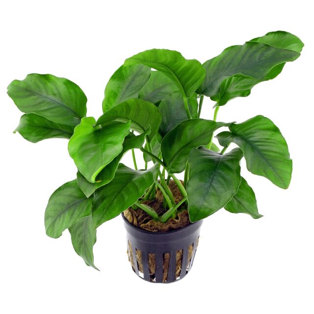 Anubias barteri var. barteri - Topf