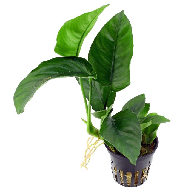 Anubias barteri var. caladiifolia - Topf