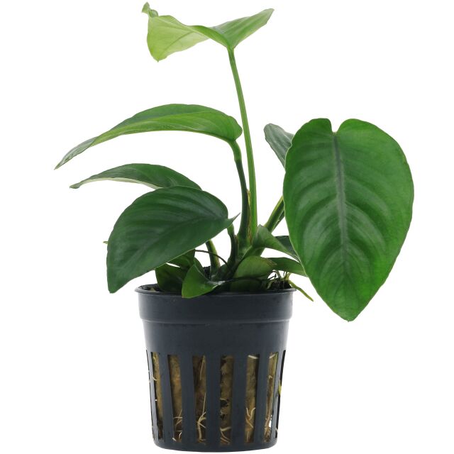 Anubias barteri var. caladiifolia
