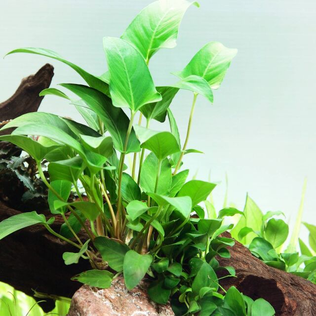 Anubias gracilis