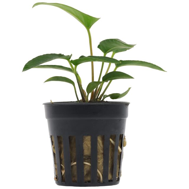 Anubias gracilis