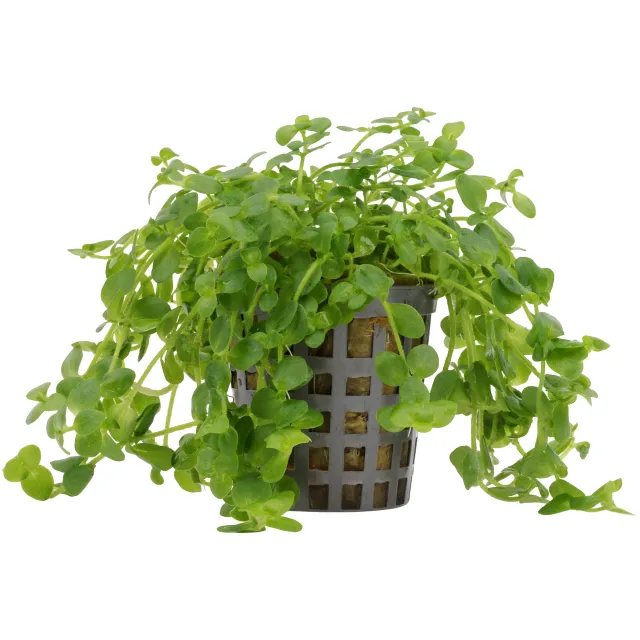 Bacopa australis - Topf