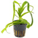 Crinum thaianum - Topf