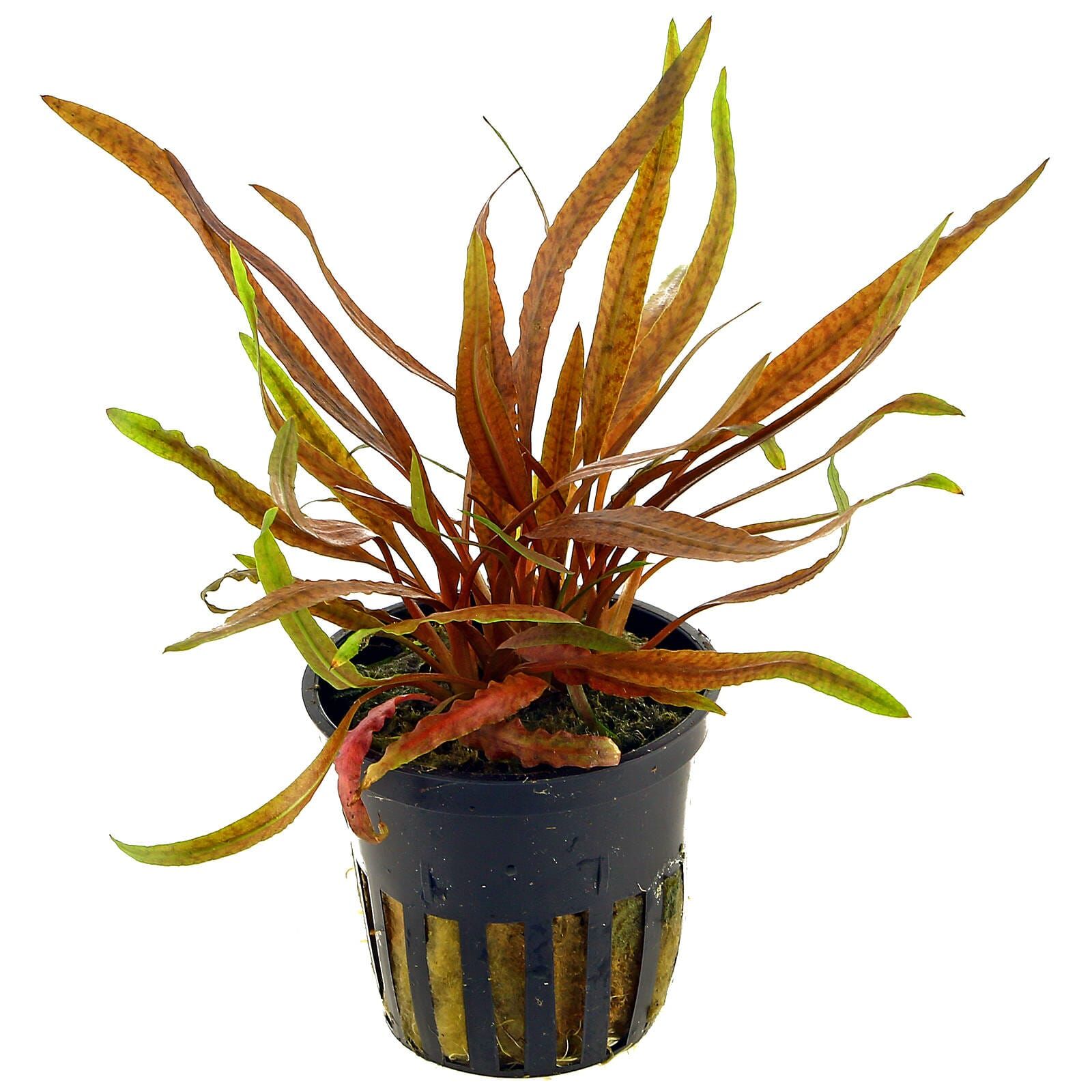 Cryptocoryne albida 'Brown'