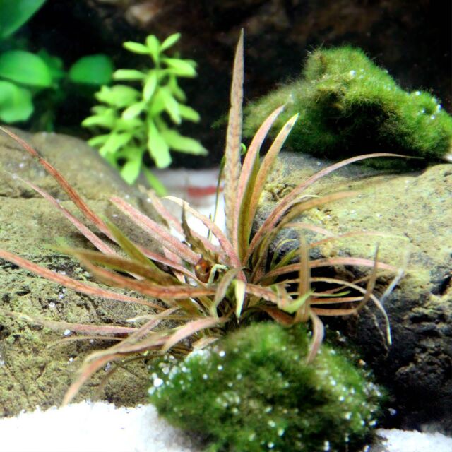 Cryptocoryne albida 'Brown'