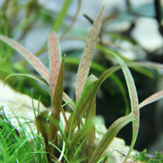 Cryptocoryne albida 'Brown'