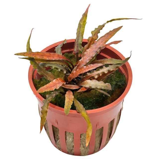 Cryptocoryne albida 'Brown'