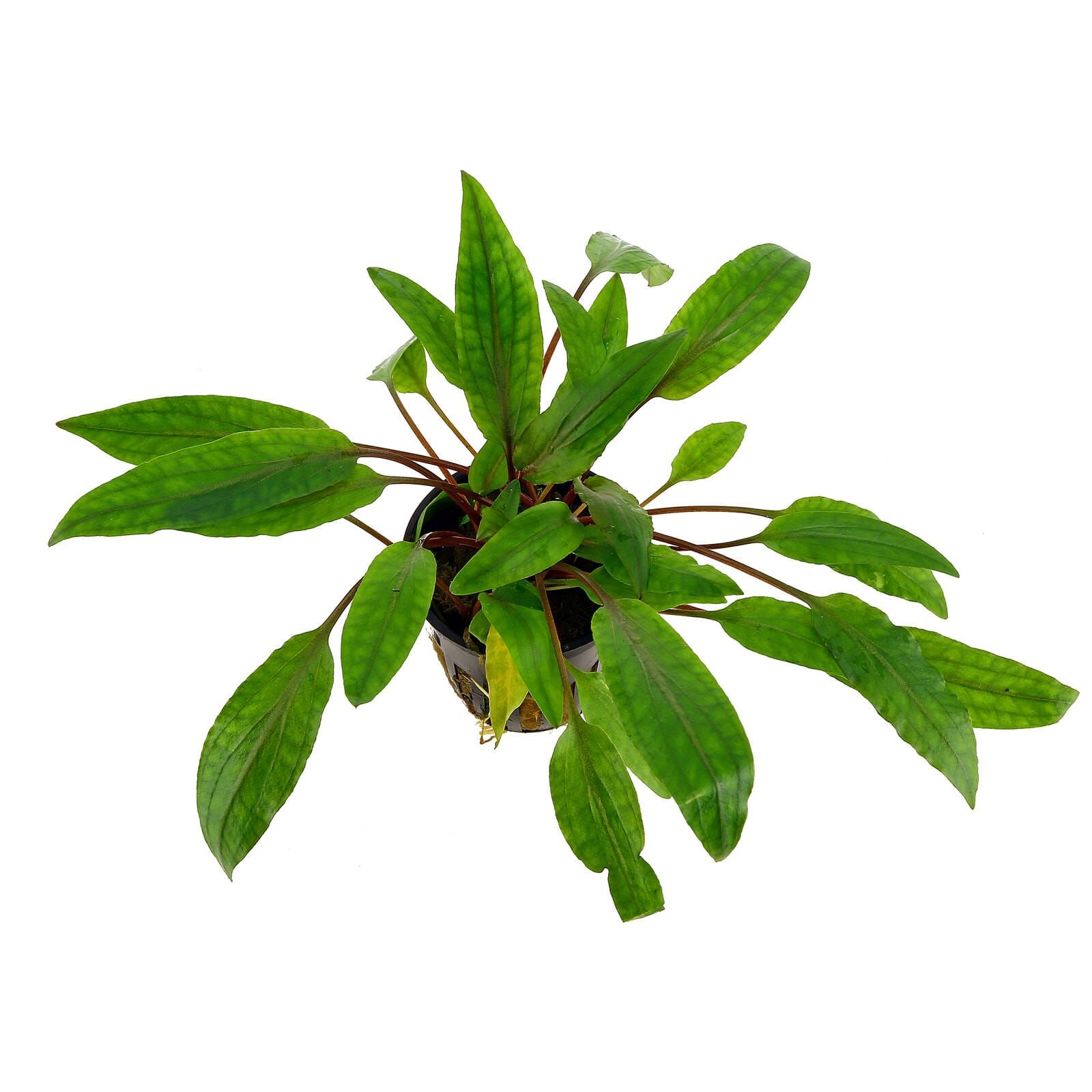 Cryptocoryne undulata 'Broad Leaves'