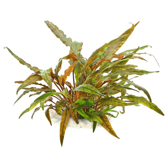 Cryptocoryne undulata 'Broad Leaves'