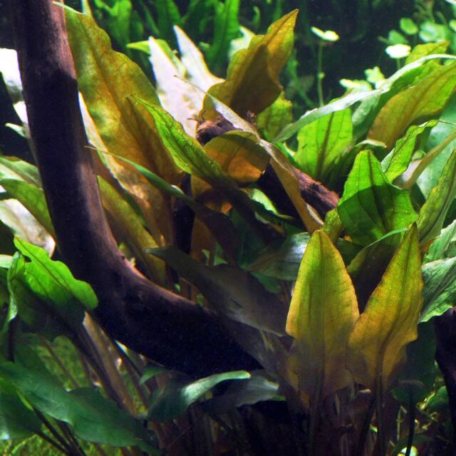 Cryptocoryne undulata 'Broad Leaves'