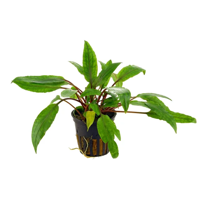 Cryptocoryne undulata 'Broad Leaves' - Topf