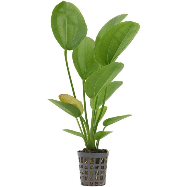 Echinodorus 'Aquartica'