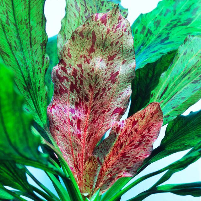 Echinodorus 'Ozelot'