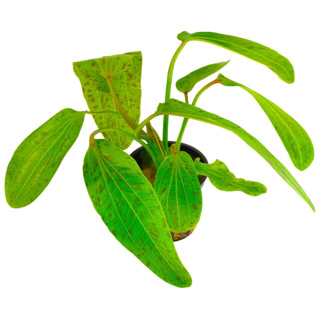 Echinodorus 'Ozelot Green' - Topf