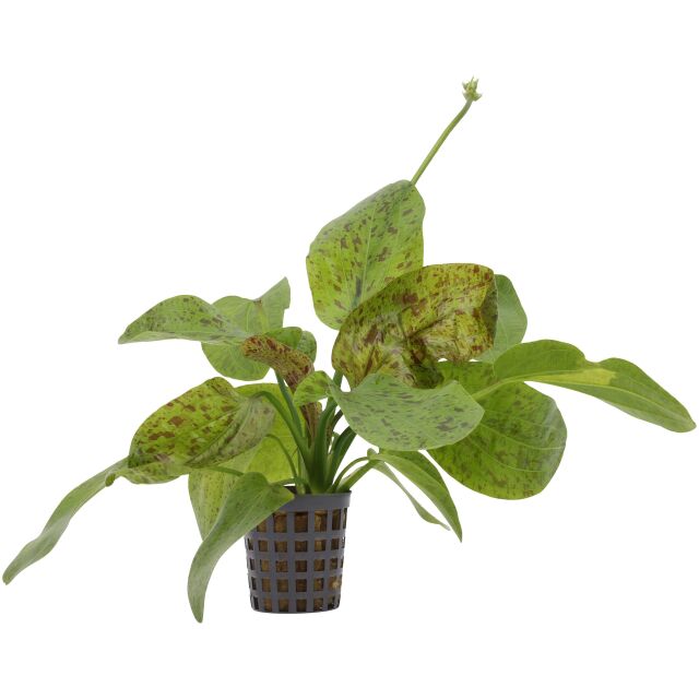 Echinodorus 'Ozelot Green'