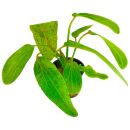 Echinodorus Ozelot Green - Topf