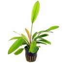 Echinodorus Red Diamond - Topf