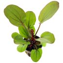 Echinodorus Reni