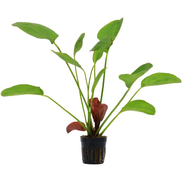 Echinodorus 'Reni'