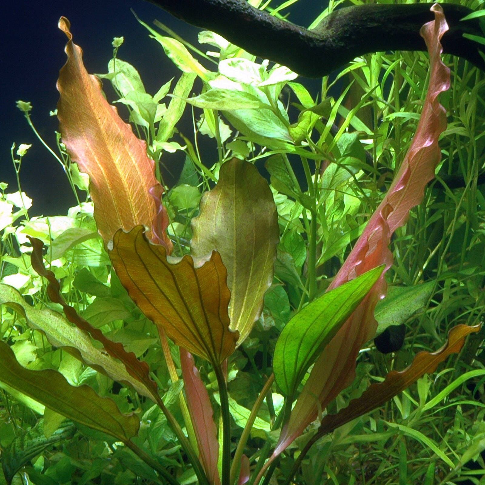 Echinodorus 'Rosé'