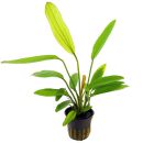 Echinodorus Rosé - Topf