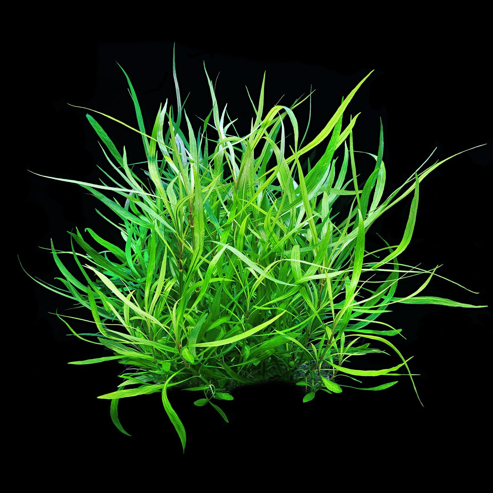 Hygrophila costata