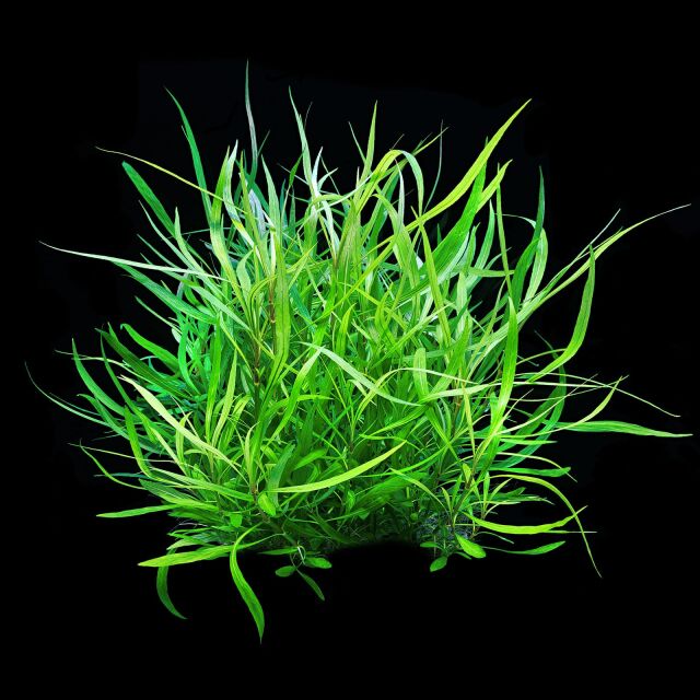 Hygrophila costata