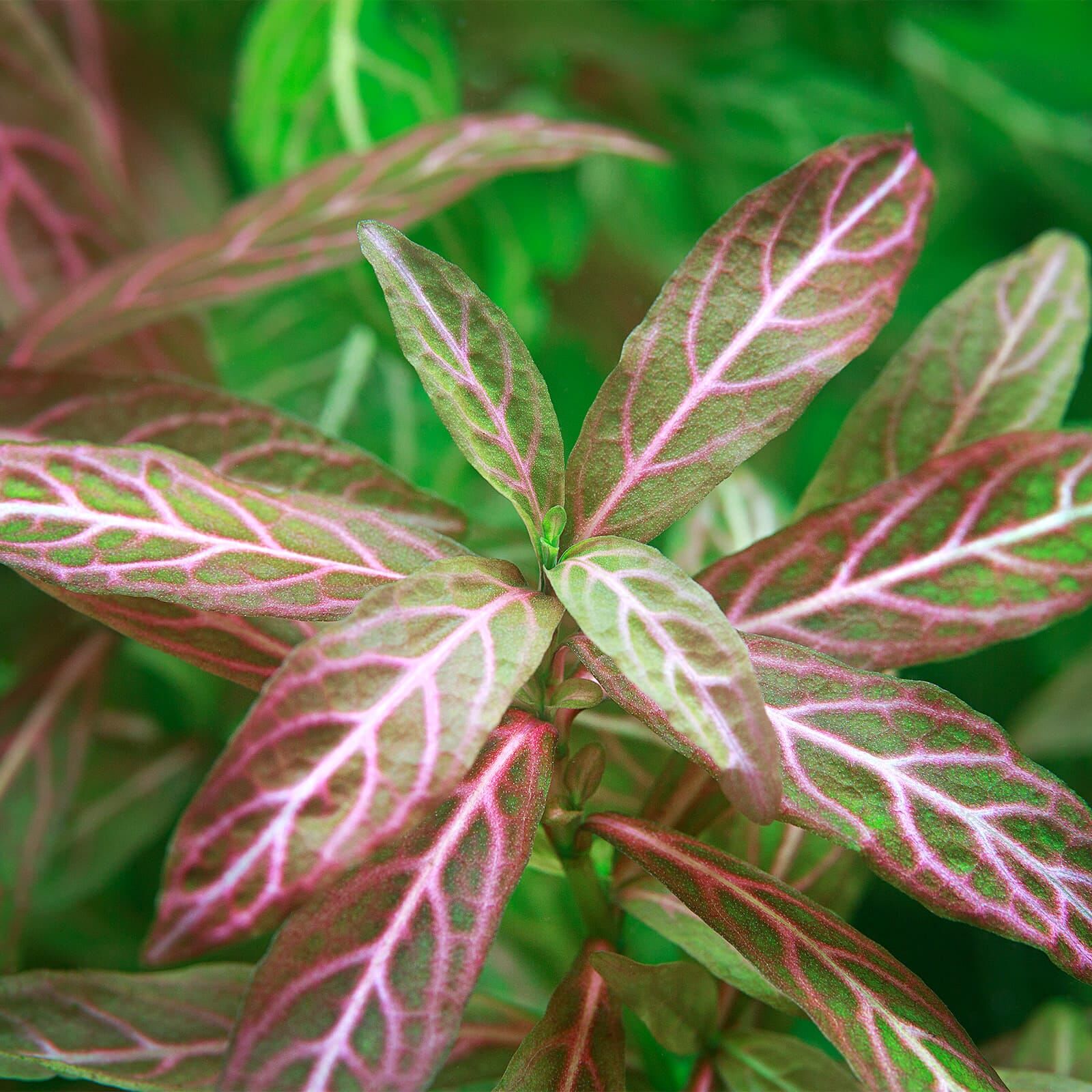 Hygrophila Polysperma Rosanervig Topf Aquasabi
