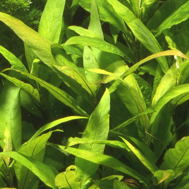 Hygrophila corymbosa 'Siamensis'