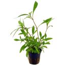 Hygrophila corymbosa Siamensis 53B - Topf