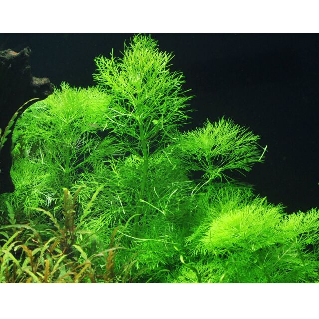 Limnophila aquatica